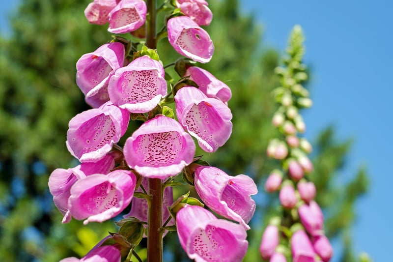 Flowering Plants for Vertical Spaces