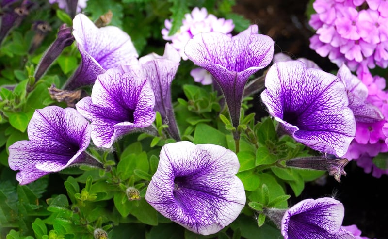 Petunias