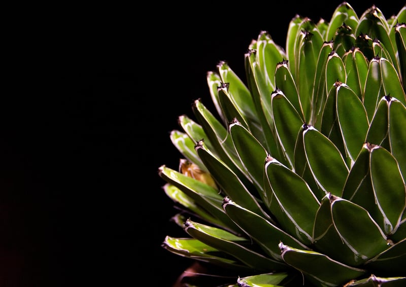 Vertical Succulent Wall
